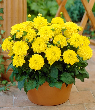 Георгин Гэллери Пинто (1 шт)