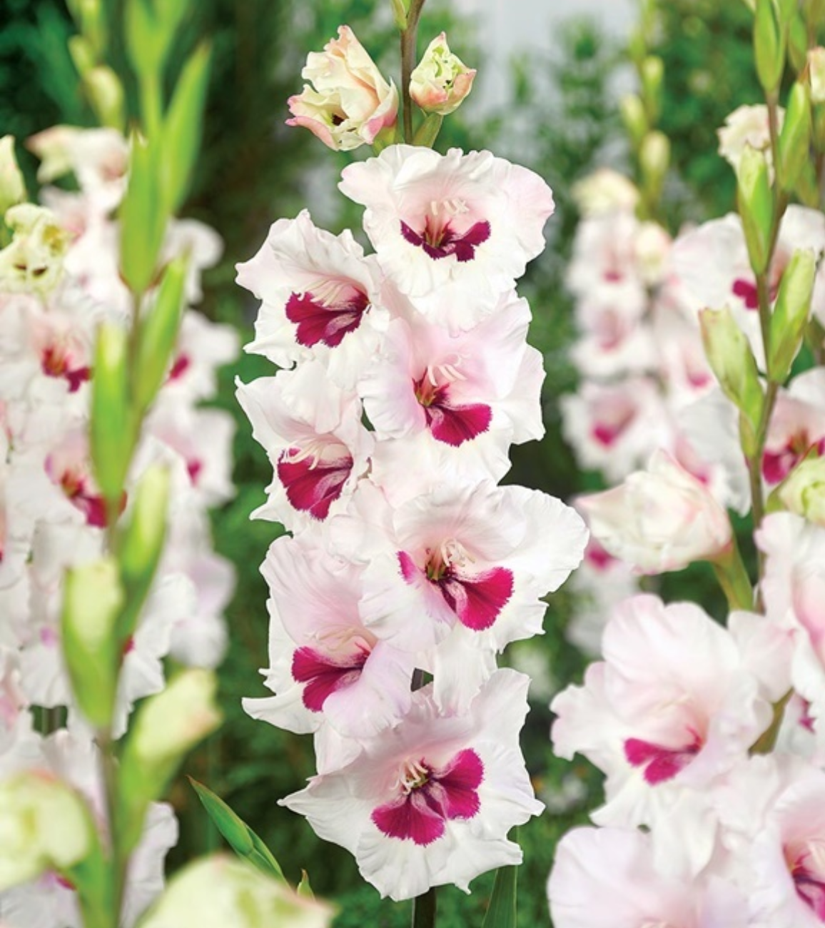 Гладиолус Сера Корсаж (10 шт)