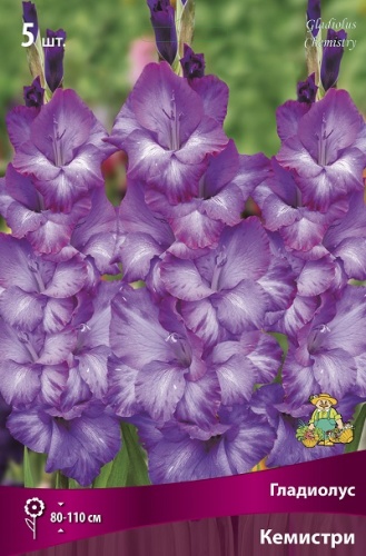 Гладиолус Кемистри (5 шт)