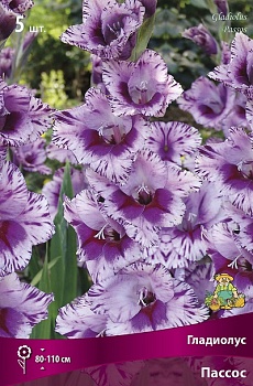 Гладиолус Пассос (5 шт)