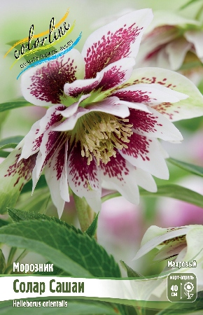 Морозник Солар Сашаи (1 шт)