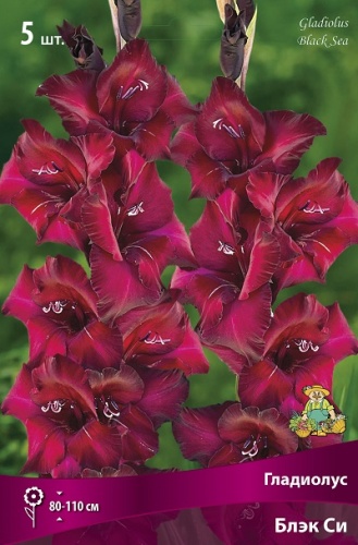 Гладиолус Блэк Си (5 шт)