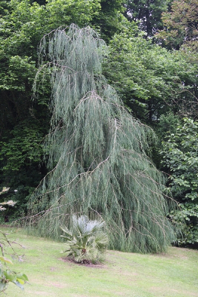 Кипарисовик Лавсона Имбриката Пендула C5 80-100см