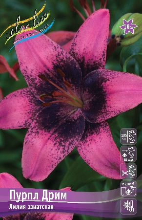 Лилия ПУРПЛ ДРИМ 16/18 (3 шт)