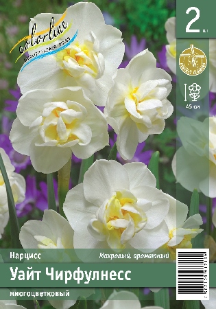 Нарцисс ЭКОНОМ-СЕРИЯ УАЙТ ЧИРФУЛНЕСС (2 шт)