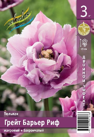 Тюльпан ЭКОНОМ-СЕРИЯ ГРЕЙТ БАРЬЕР РИФ (3 шт)