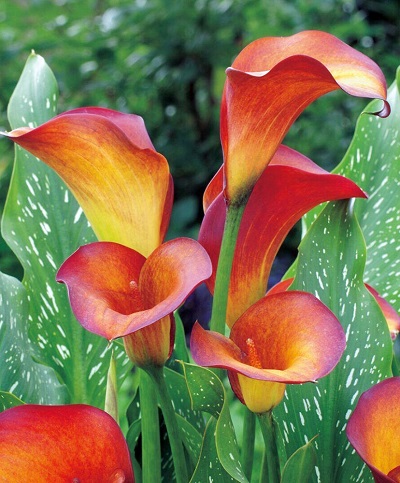 Калла Флейм (1 шт)