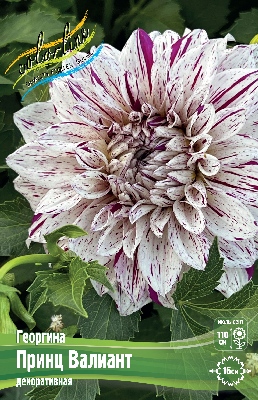 Георгин Принц Валиант (1 шт)