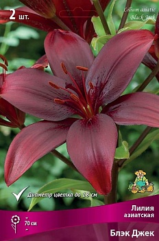 Лилия Блэк Джек (3 шт)