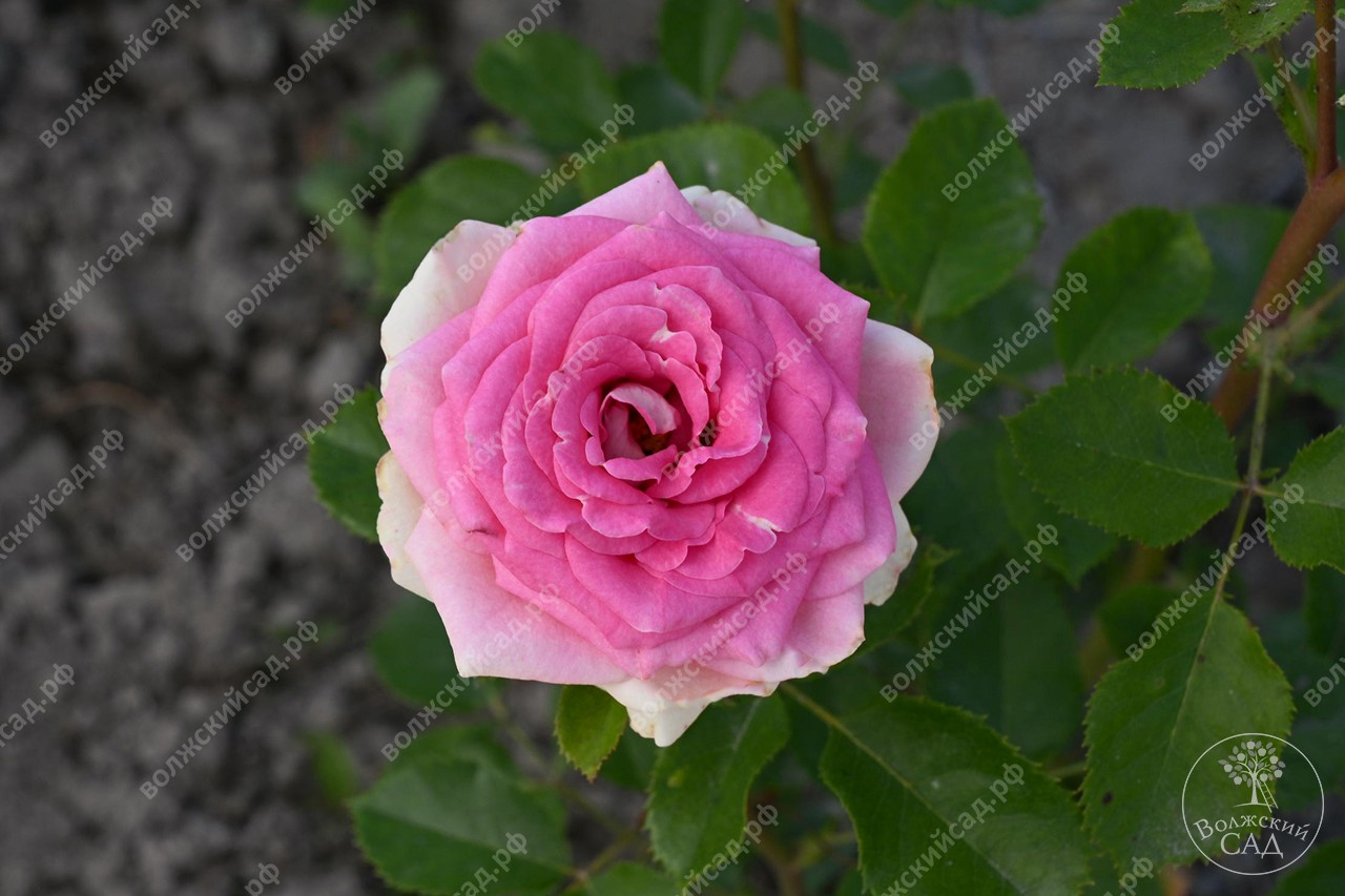 Роза Джелато (спрей)