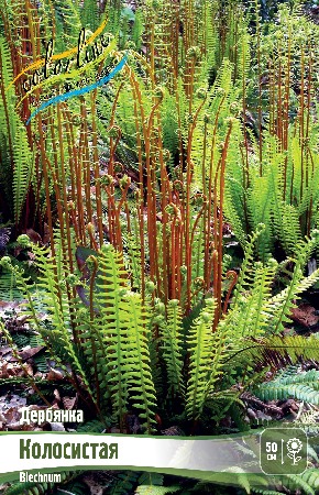 Дербянка Колосистая (1 шт)