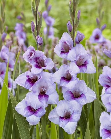 Гладиолус Тина (10 шт)