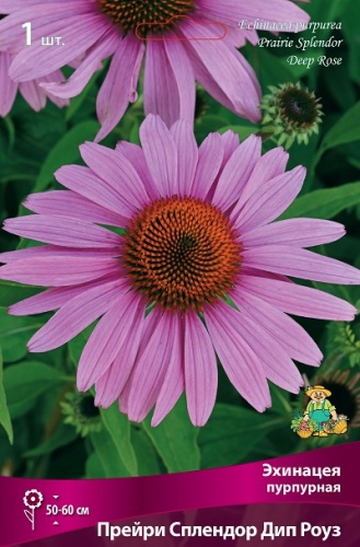 Эхинацея Прейри Спрендор Дип Роуз (1 шт)