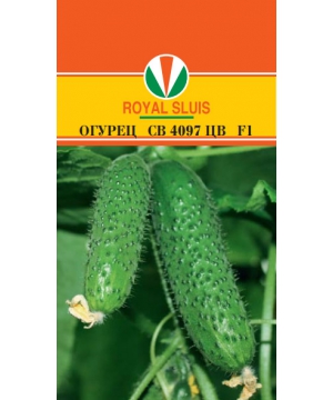 Огурец СВ 4097 ЦВ 8шт /Semenis/