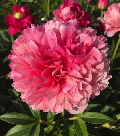 Пион Мэри Джо Легар (1 шт)