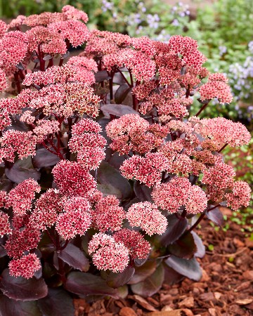 Очиток (Седум) Блэк Найт (1)