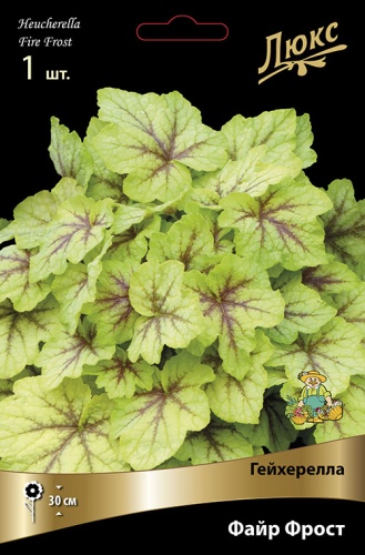 Гейхерелла Файр Фрост (1 шт)