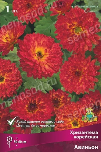 Хризантема корейская Авиньон (1 шт)