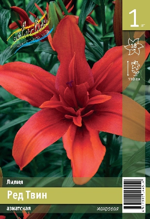 Лилия ЭКОНОМ-СЕРИЯ РЕД ТВИН (1 шт)