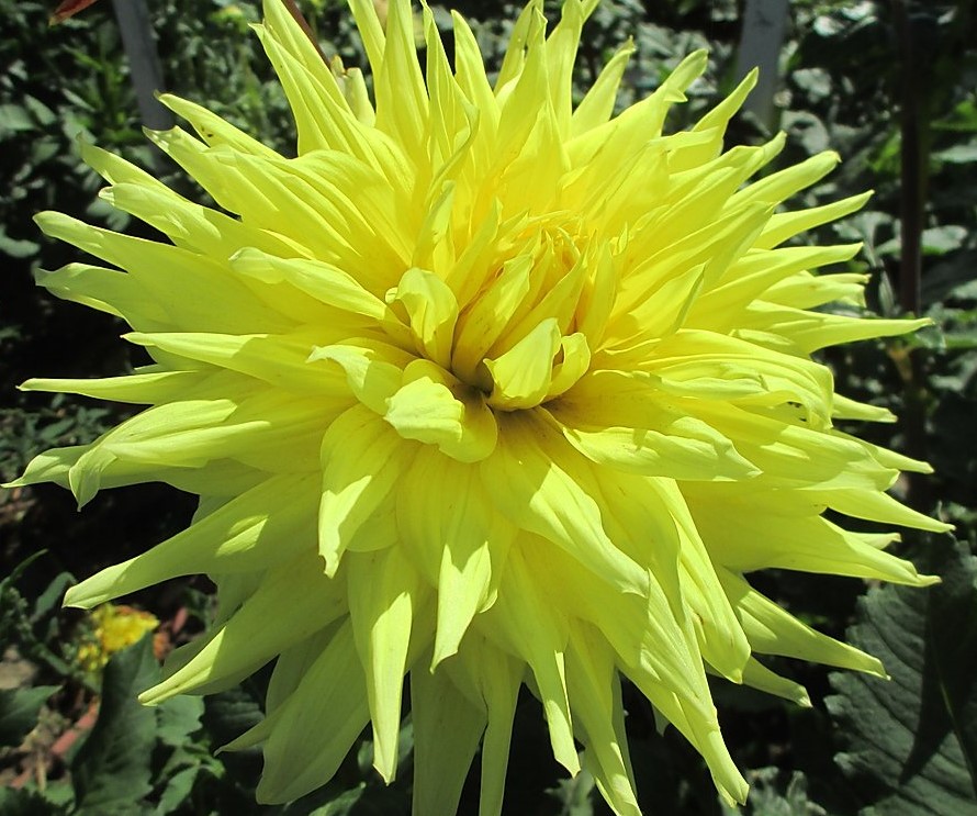 Георгин Инланд Династи