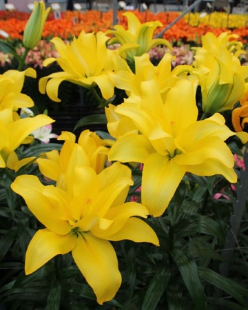 Лилия ЭКОНОМ-СЕРИЯ БАТТЕРФЛЯЙ ВИНГЗ (2 шт)