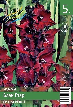 Гладиолус ЭКОНОМ-СЕРИЯ БЛЭК СТАР (5 шт)