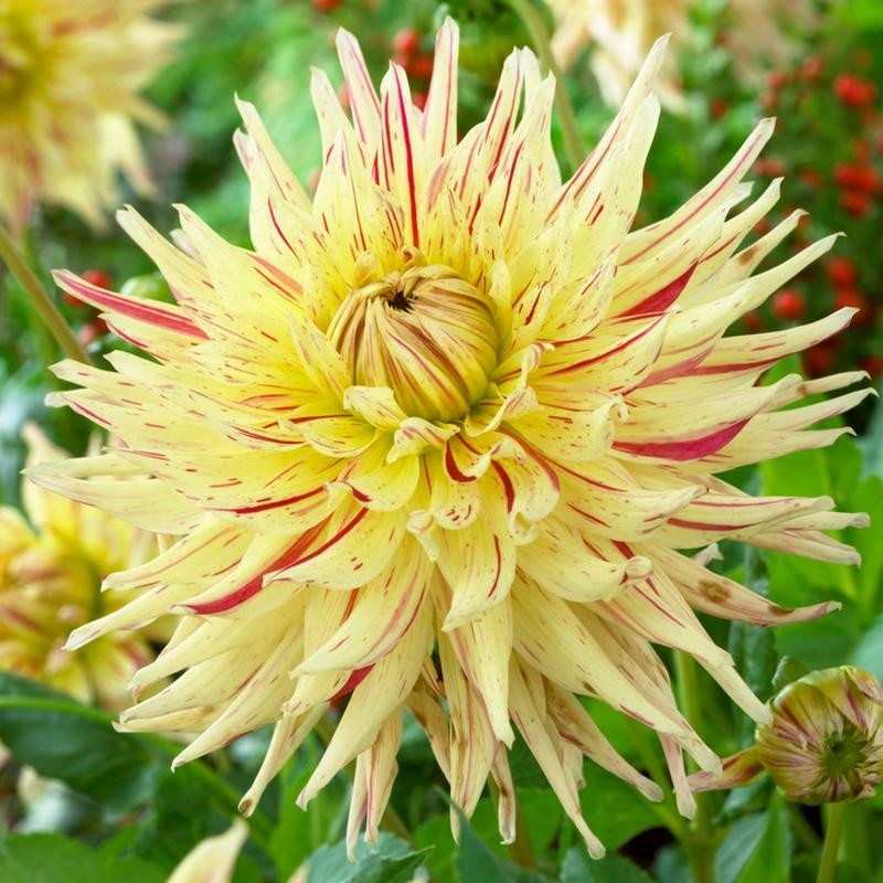 Георгин Меркатор