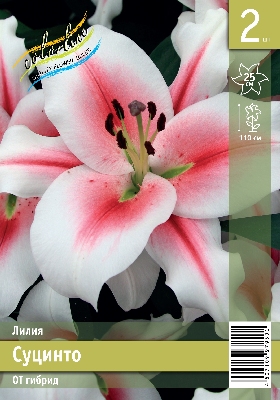 Лилия ЭКОНОМ-СЕРИЯ СУЦИНТО (2 шт)