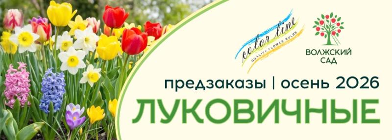 Сбор предзаказов на луковичные Волжский сад, Колорлайн и Поиск на осень 2026!