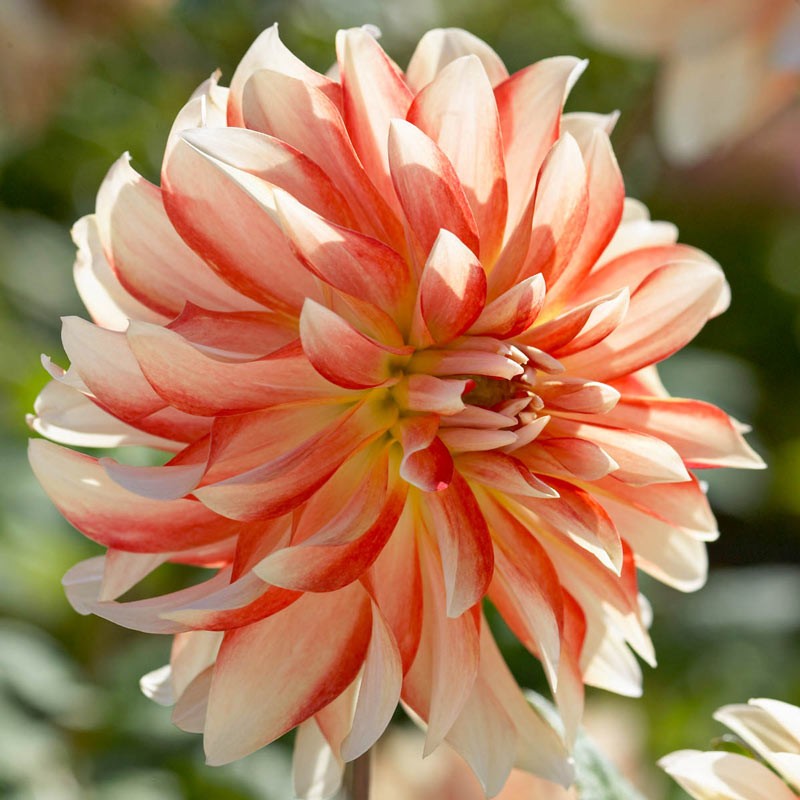 Георгин Пенни Лейн