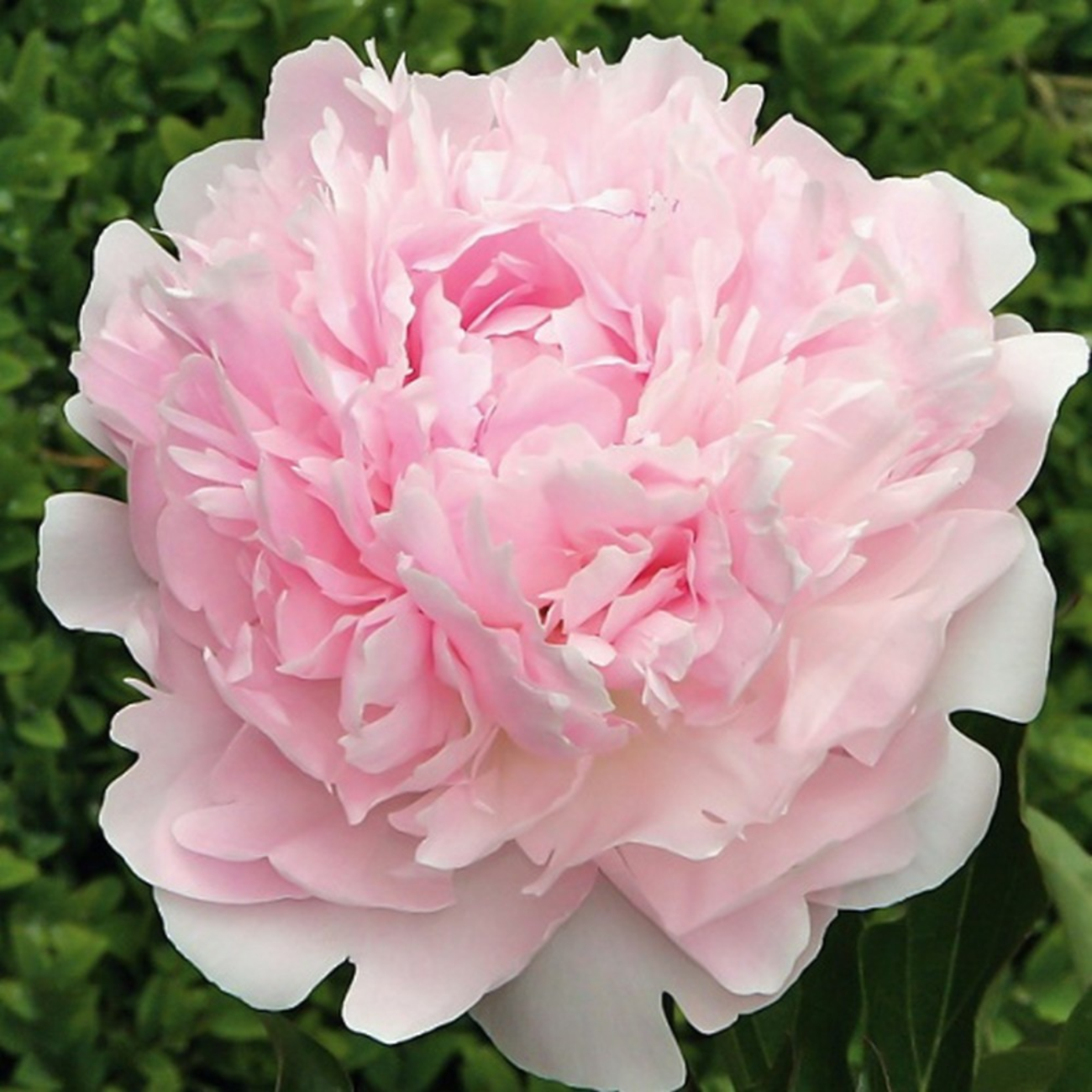 Биг-Пак Пион Алиса Хардинг (10 шт)