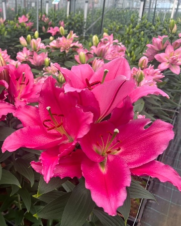 Лилия ЭКОНОМ-СЕРИЯ ЛИБЕР РОССО (без пыльцы) (2шт)