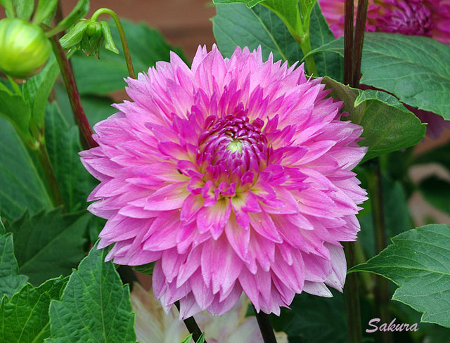 Минивитрина Георгин Сакура Фубуки (15 шт)