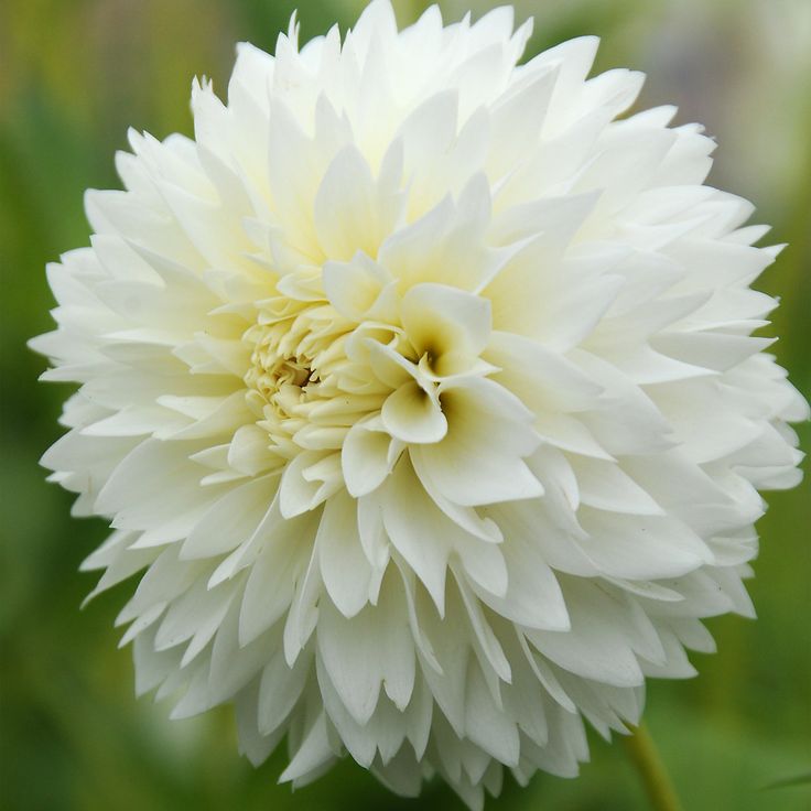 Георгин Майяма Фубуки (1 шт)