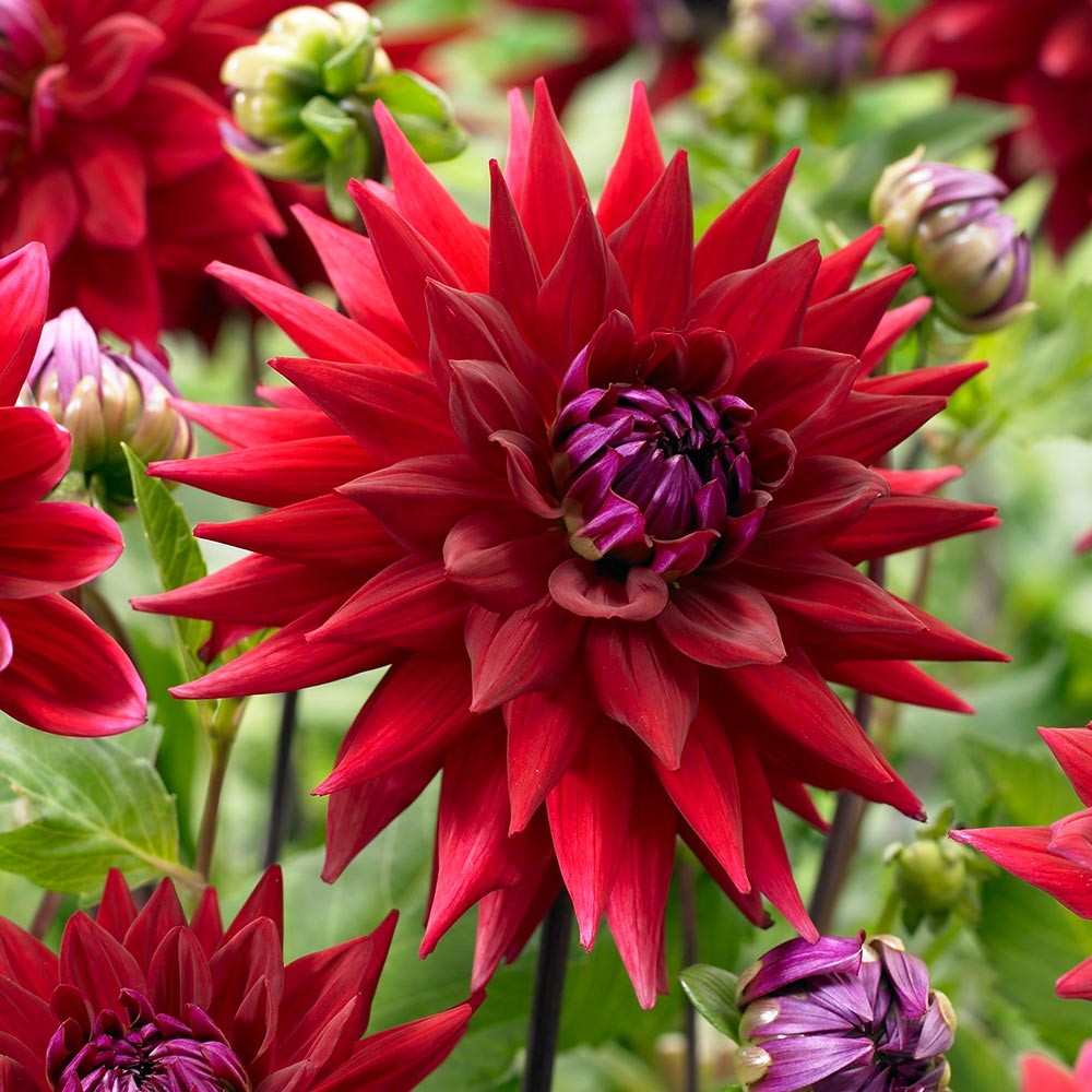 Минивитрина Георгин Уиттеманс Бест (15 шт)