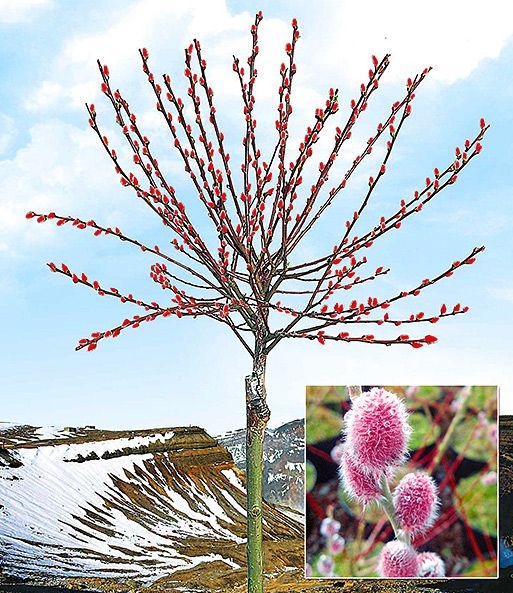 Ива Маунт Асо C5 штамб 150