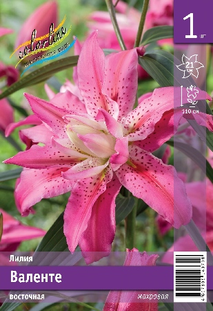 Лилия ЭКОНОМ-СЕРИЯ ВАЛЕНТЕ (1 шт)