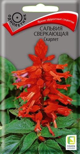 Сальвия Скарлет 0,3г