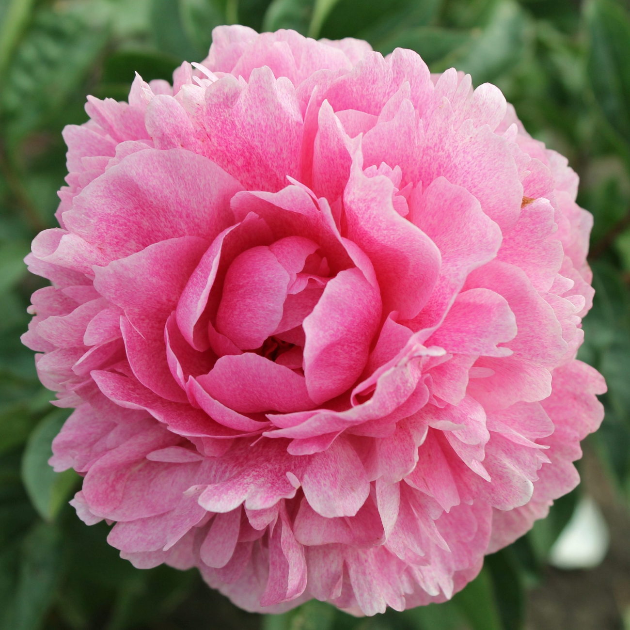 Биг-Пак Пион Зе Фаун (10 шт)