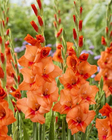 Гладиолус Дженни (10 шт)