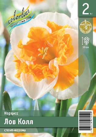 Нарцисс ЭКОНОМ-СЕРИЯ ЛОВ КОЛЛ (2 шт)