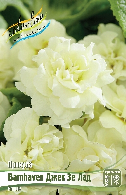 Примула Джек Зе Лад (1 шт)