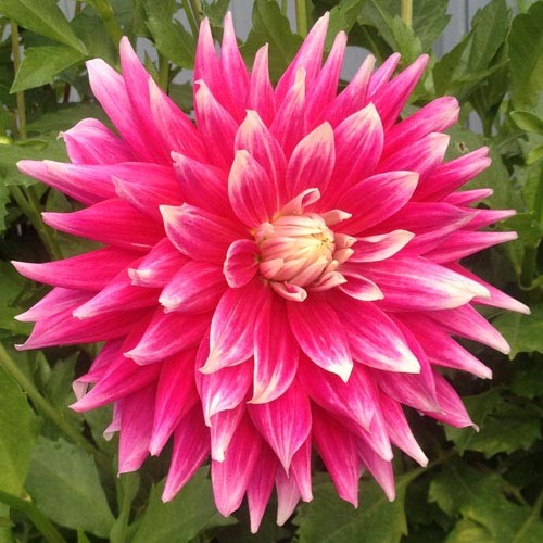 Георгин Эйси Дарк Хорз