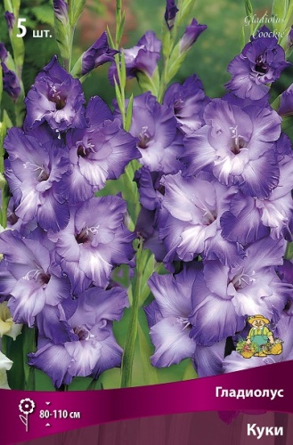 Гладиолус Куки (5 шт)