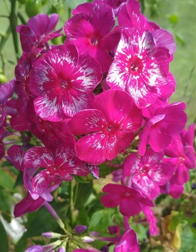 Флокс Хозяйка медной горы         (1 шт)