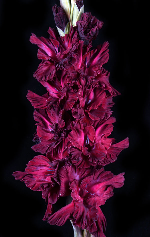 МАКСИ Гладиолус Мурсалина (15 шт)