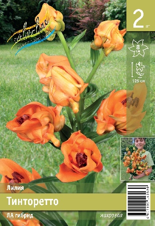 Лилия ЭКОНОМ-СЕРИЯ ТИНТОРЕТТО (2 шт)