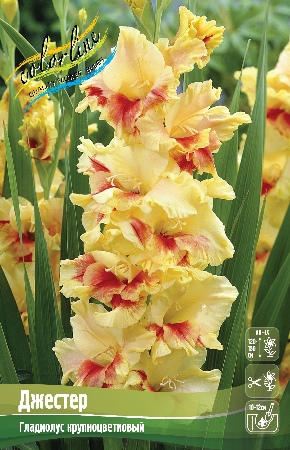 Гладиолус Джестер (10 шт)