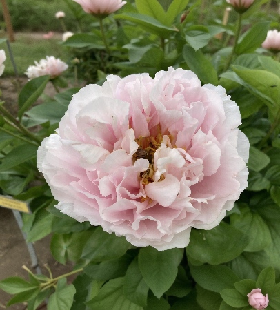 Пион Блашинг Принцесс (1 шт)