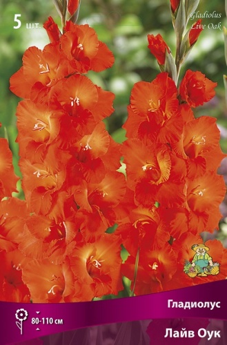 Гладиолус Лайв Оук (5 шт)